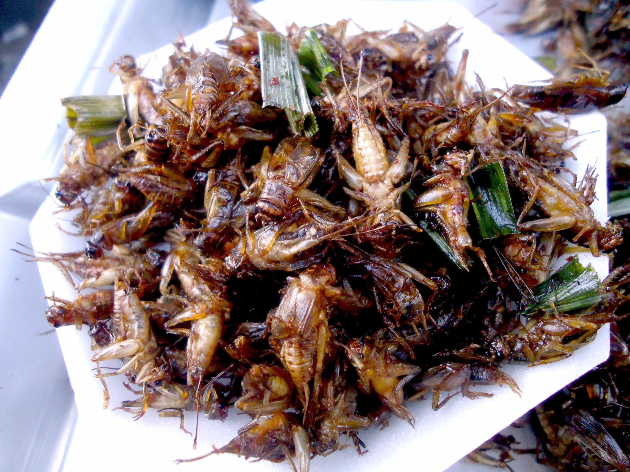 what is the food of insects