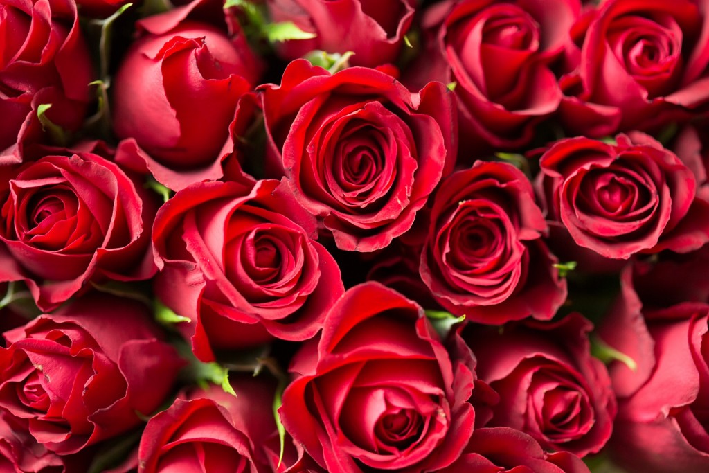 9 Bunga Yang Tepat Untuk Mewakili Hubunganmu Saat Valentine