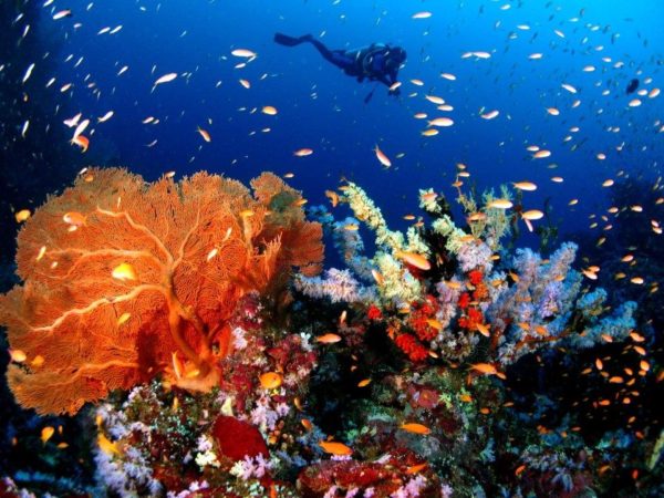 Destinasi diving Indonesia