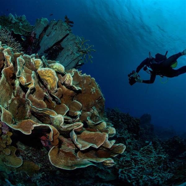 tempat diving di Indonesia