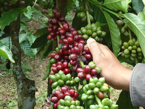 kopi robusta lampung