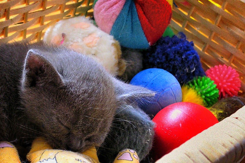 Cat and toys in basket