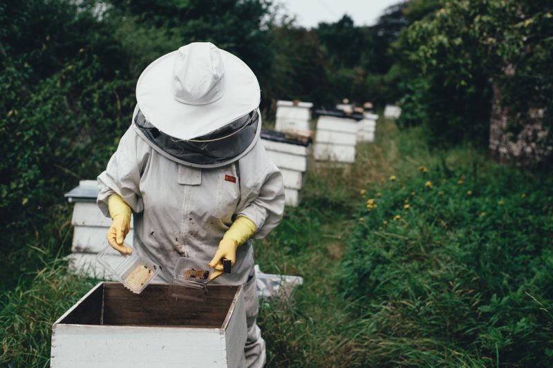 honey bee farm