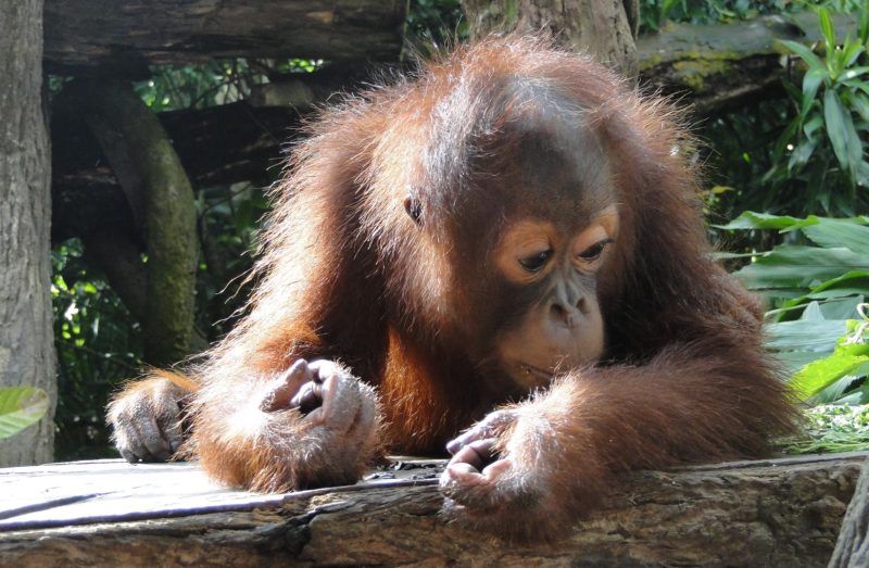 Orangutan observing something by the log