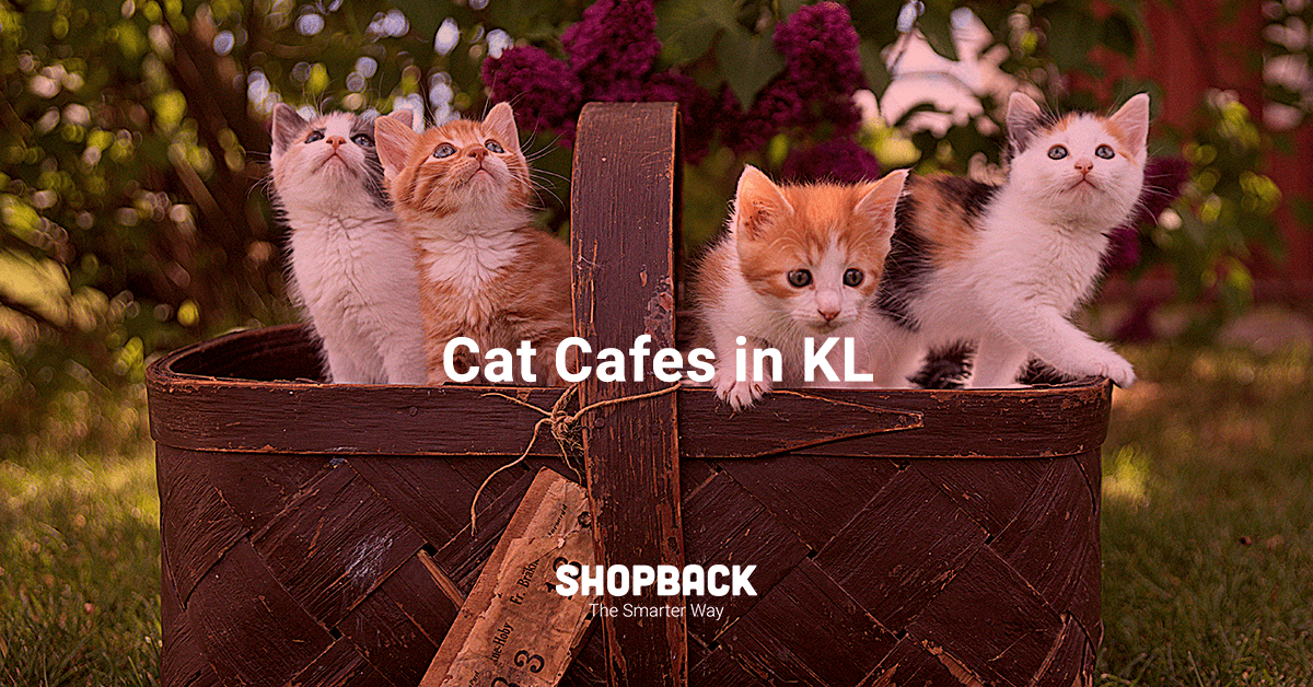 Cat Cafes in KL That Will Meow Their Way into Your Hearts