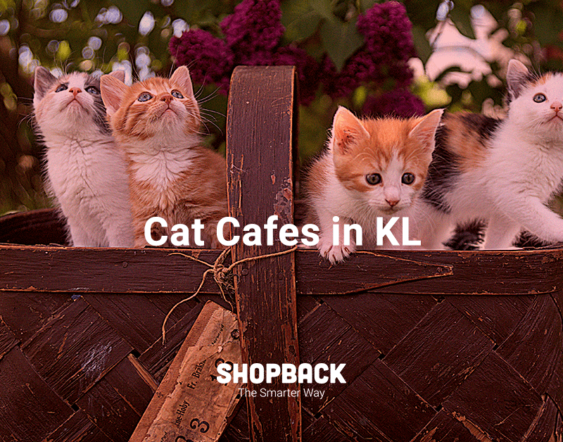 Cat Cafes In Kl That Will Meow Their Way Into Your Hearts