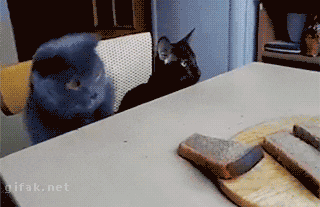 cat trying to steal bread