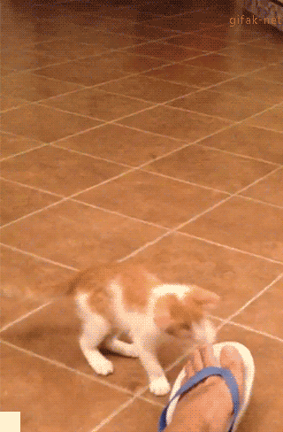 cat getting scared by flip flops