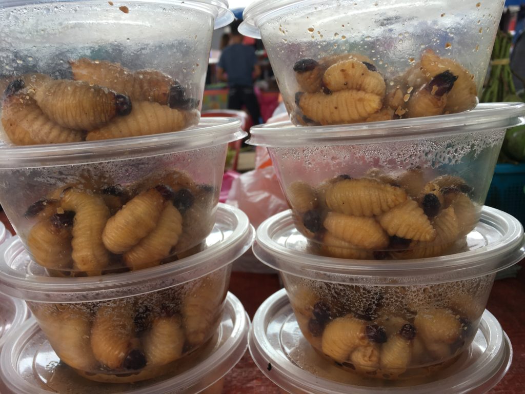 Containers of live sago worms on table