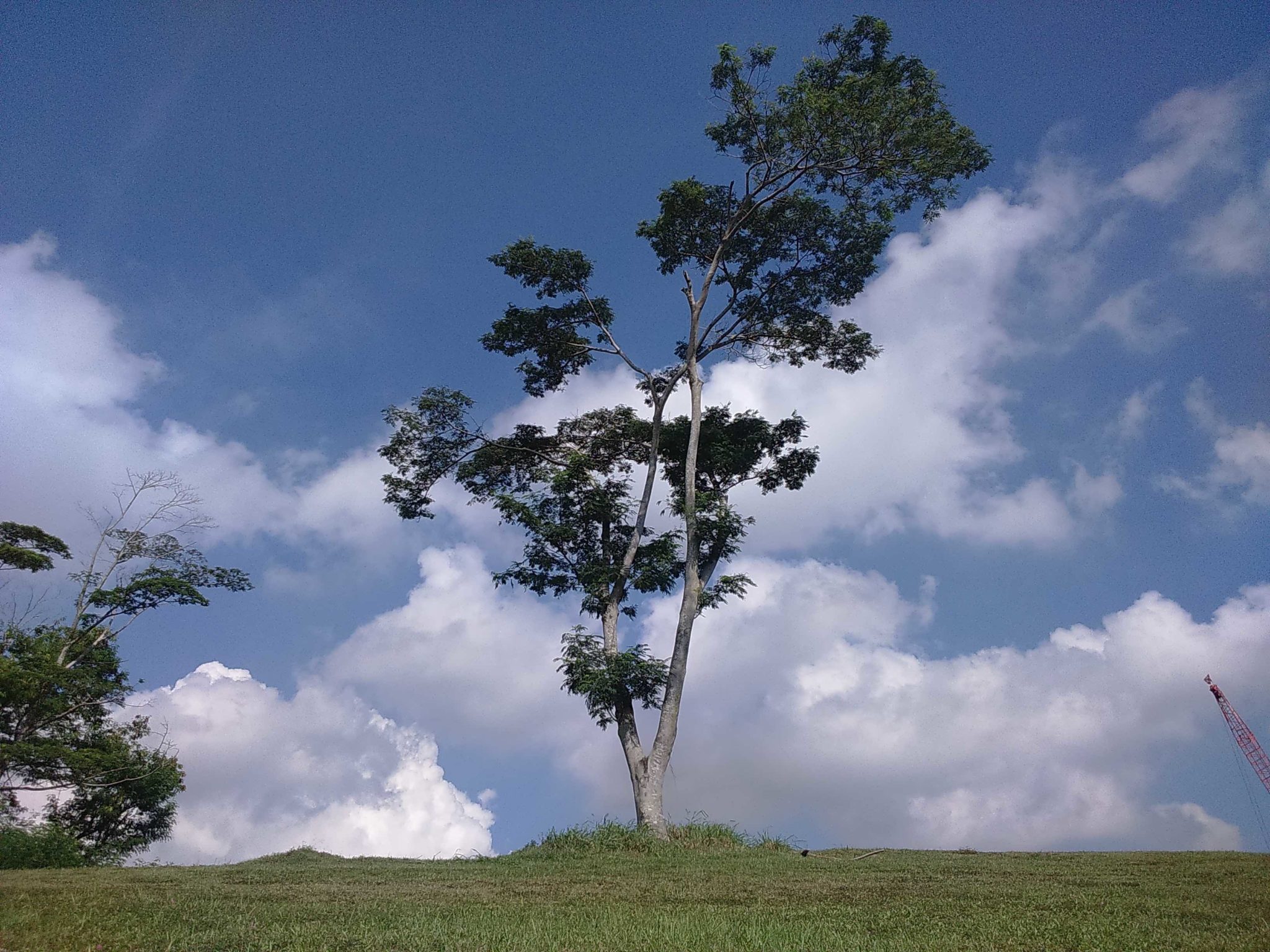 punggol lone tree 4