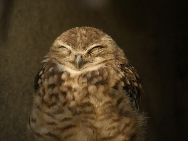 happy owl