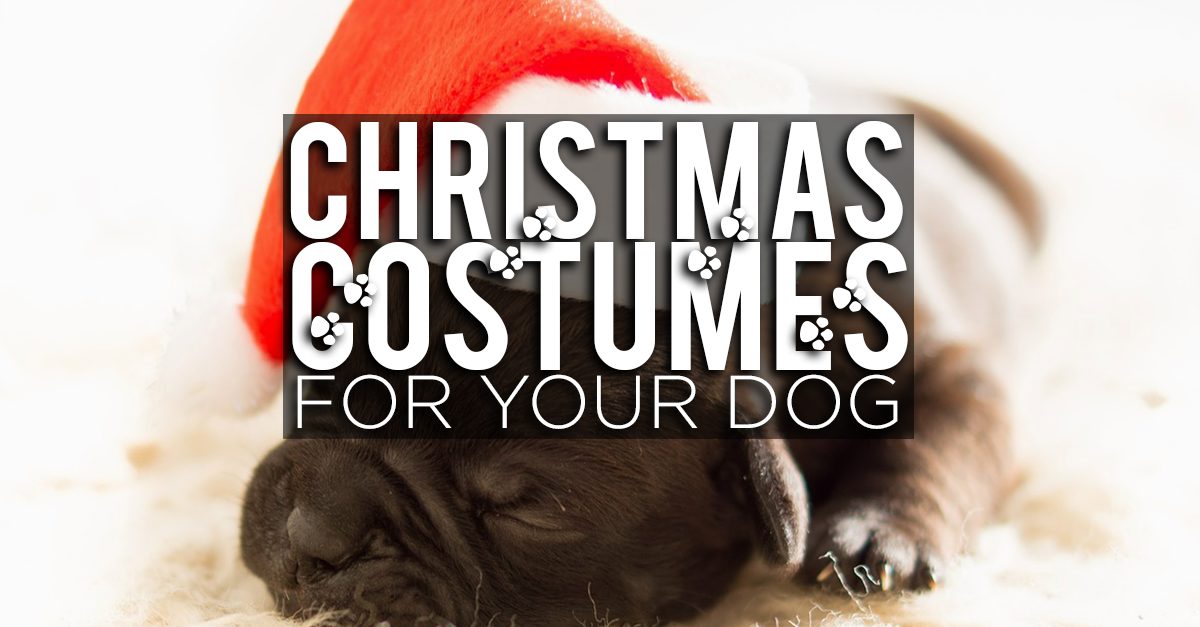 Dress Up Your Pet Dog in Christmas Costumes From PETCO this Season!