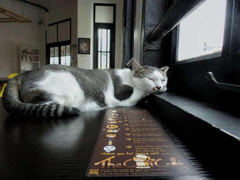 the cat cafe singapore 