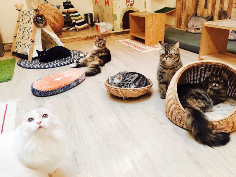 Meomi Cat Cafe