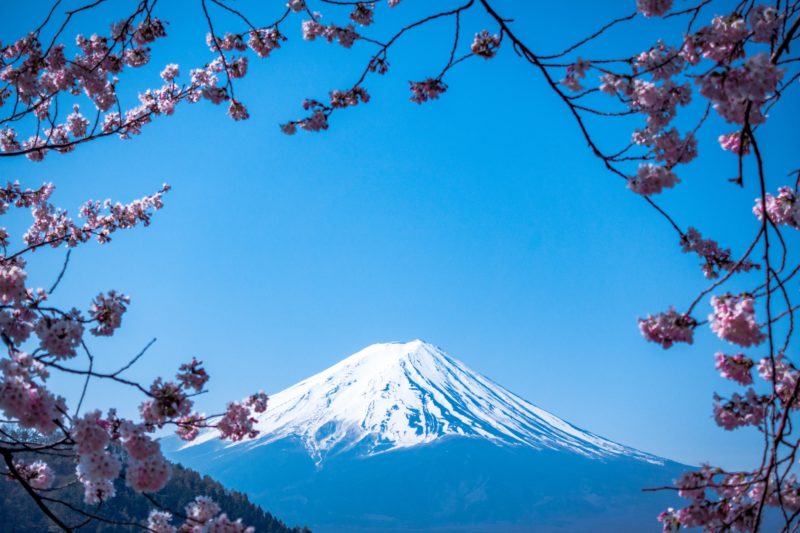 Sakura trees framing mount fuji