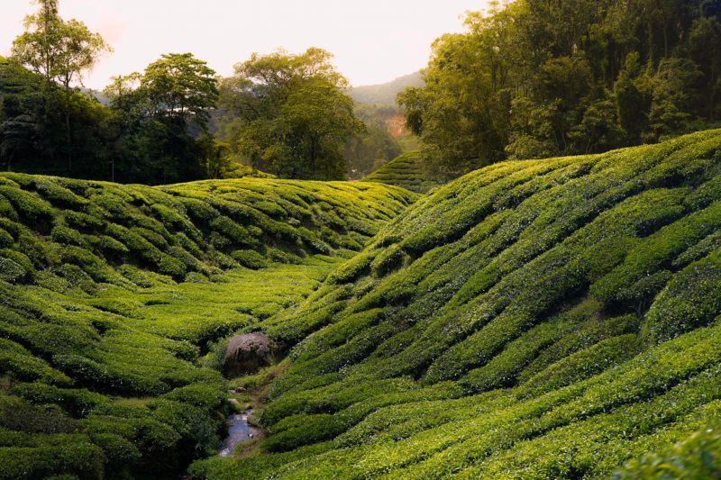 Cameron Highlands tea plantation