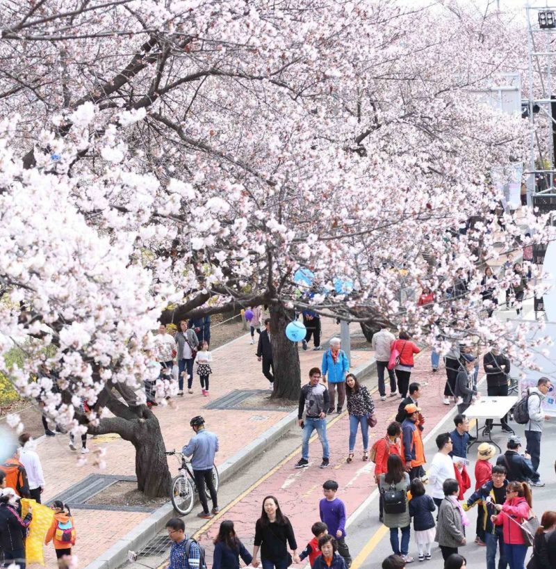 Cherry Blossoms along the busy roads of Yeongdeungpo