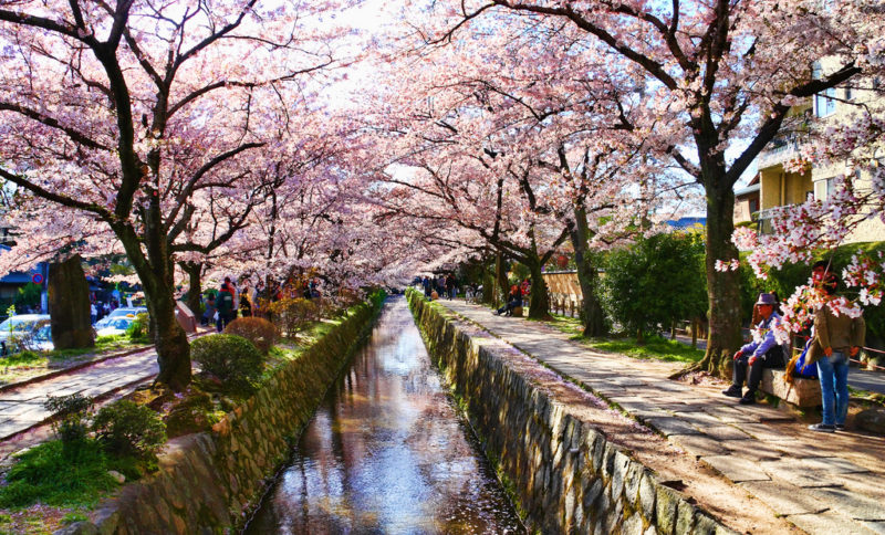 Philosopher's path in Kyoto during cherry blossom season, with people admiring the view