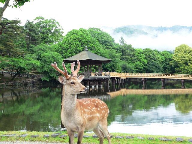 15 Unique Places & Experiences Not To Miss When You Visit Japan