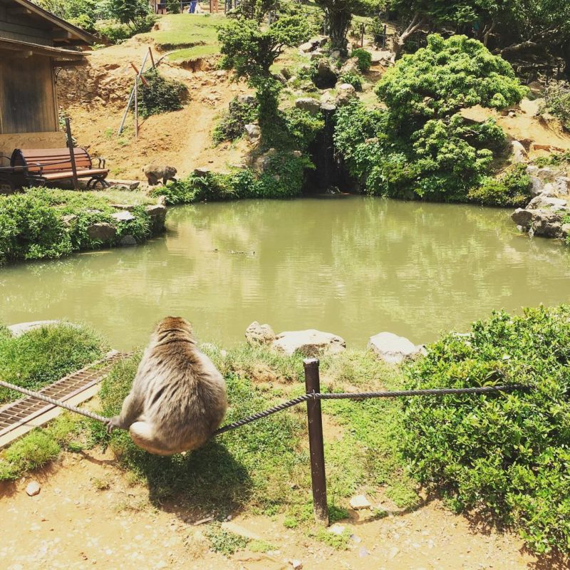 Be one with nature at the Iwatayama Monkey Park, Kyoto