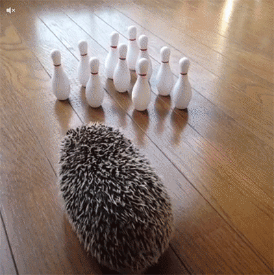 Bowling Hedgehog