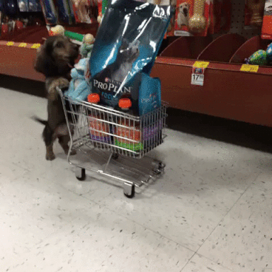 Dog Grocery Shopping