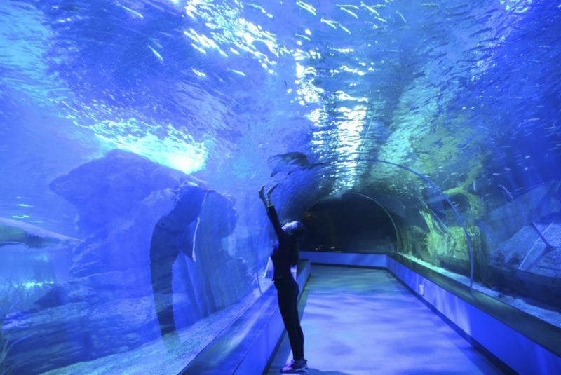 Discover the marine world at SEA LIFE Busan Aquarium