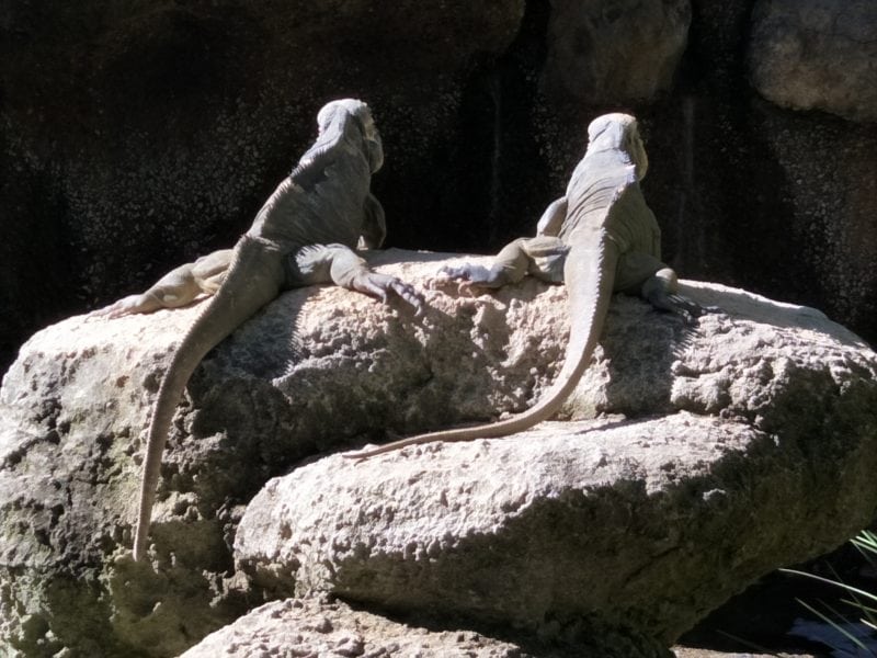 2 iguana backs facing camera