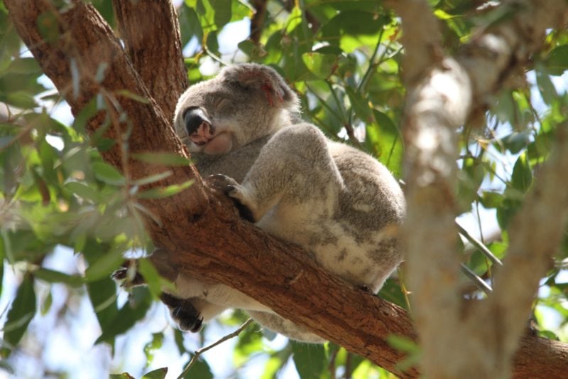 Koala resting in tree