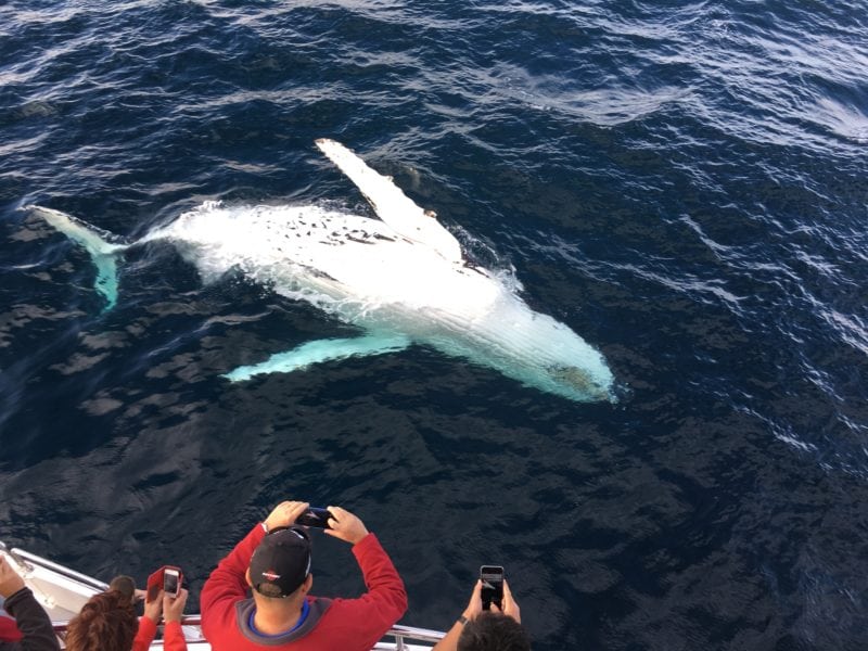 Whale watching on board boat