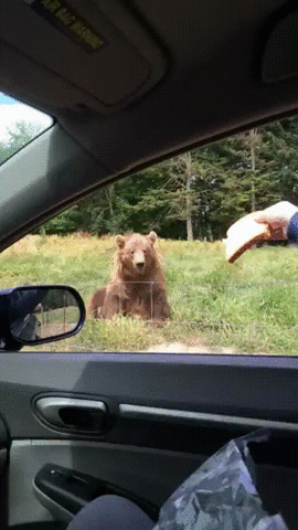 Bear Catching Bread