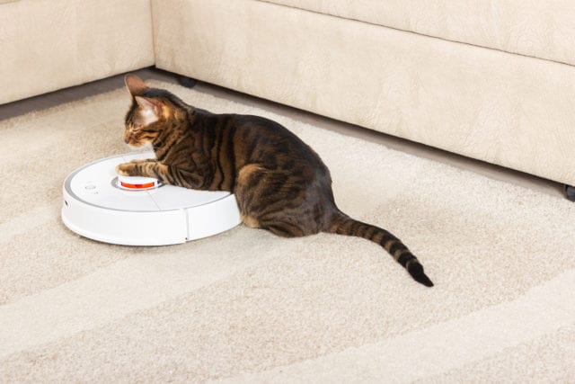 cat on robot vacuum