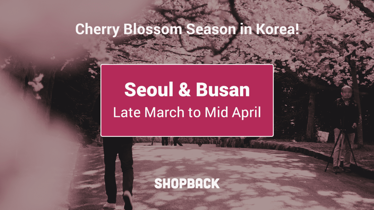 Korean Cherry Blossom Season 2019: Forecast and Recommended Spots To Visit This Year