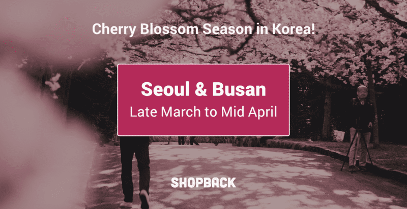 cherry blossoms in korea during spring