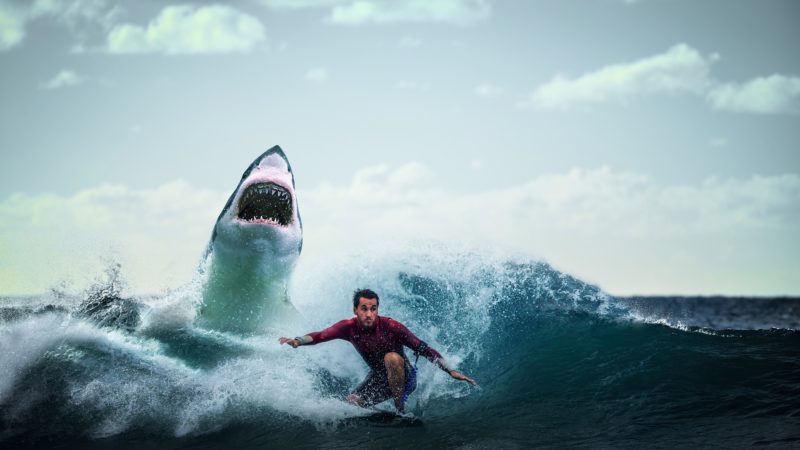 Great white shark at back with surfer in front