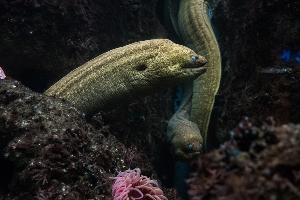 two electric eels hiding amongst rocks