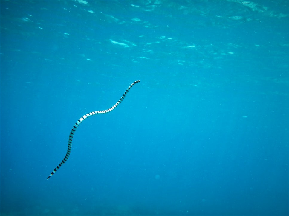 black and white striped sea snake swimming in oceans