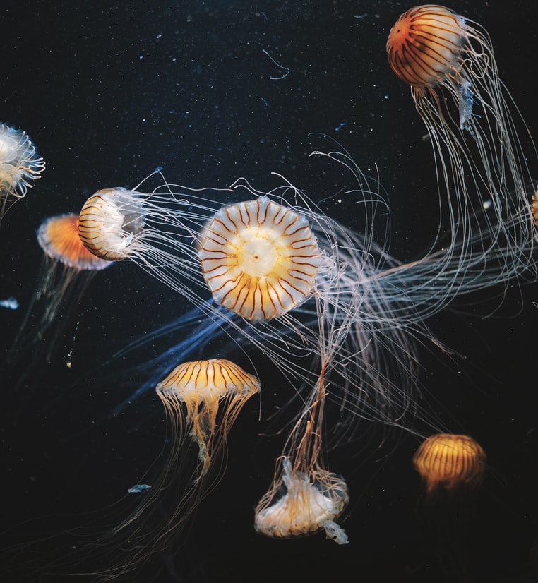striped brown and white jellyfish