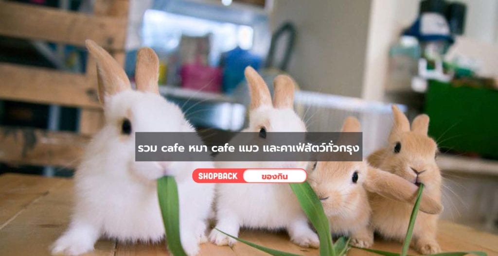 cafe-หมา-cafe-แมว