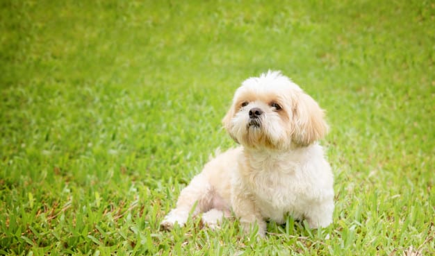 พันธุ์สุนัข หมาพันธุ์เล็ก หมากระเป๋า สุนัขพันธุ์ต่างๆ 084 - เรื่องกิน  เรื่องเที่ยว ช้อปปิ้ง ไลฟ์สไตล์