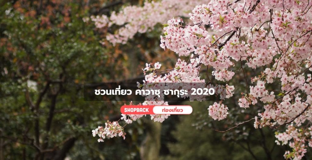 ซากุระ คาวาซุ, คาวาซุ ซากุระ 2020