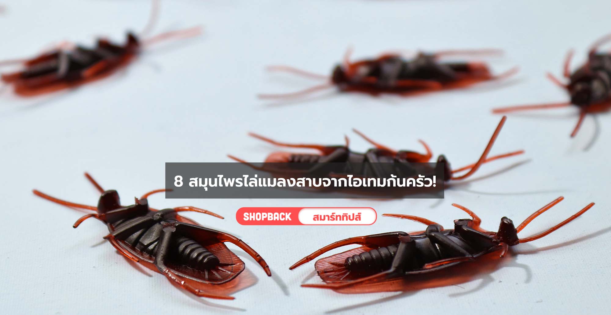 8 สมุนไพรไล่แมลงสาบ ไอเทมก้นครัวที่ช่วยไล่แมลงสาบตัวร้ายได้จริง