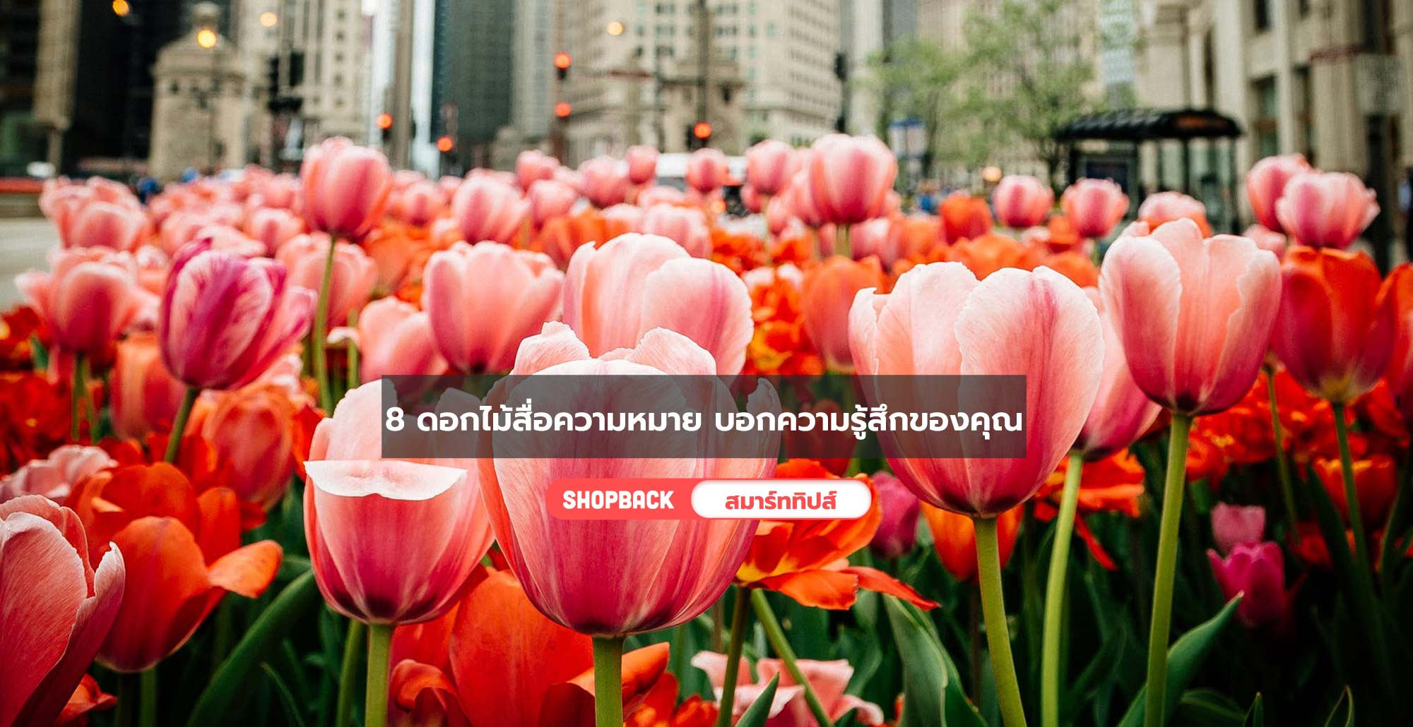 8 ดอกไม้สื่อความหมายดีๆ บอกความรู้สึกผ่านภาษาดอกไม้กัน