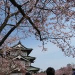 弘前公園櫻花