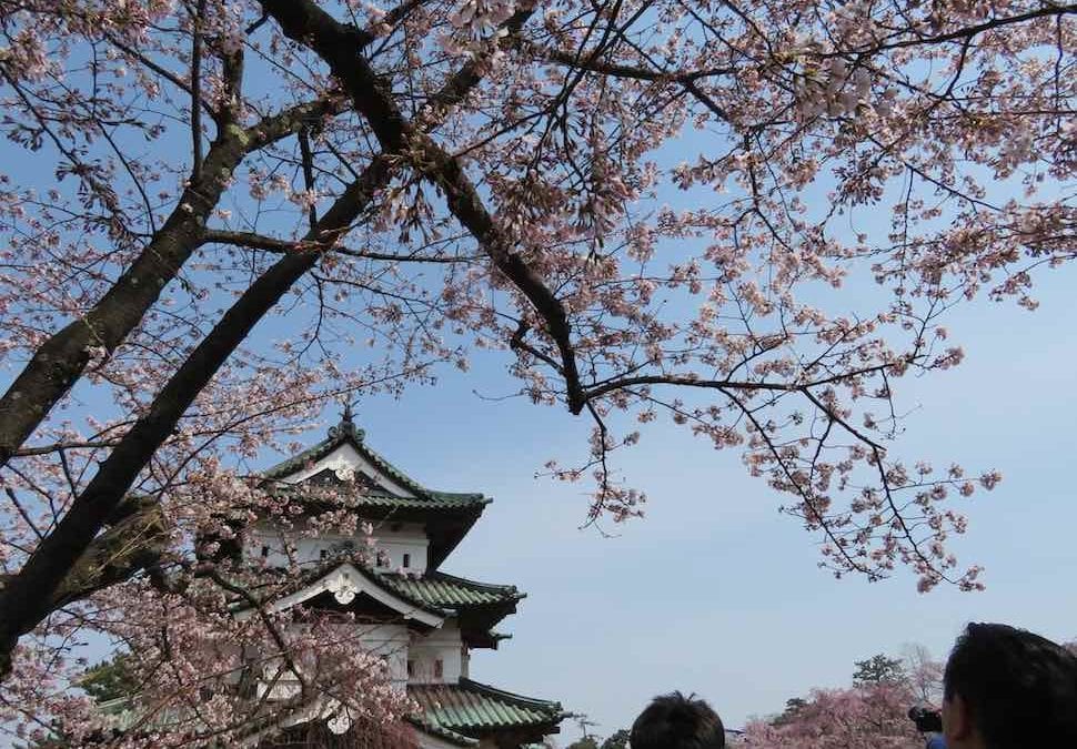 日本東北賞櫻景點推薦top10、櫻花預測情報懶人包（隨時更新中）
