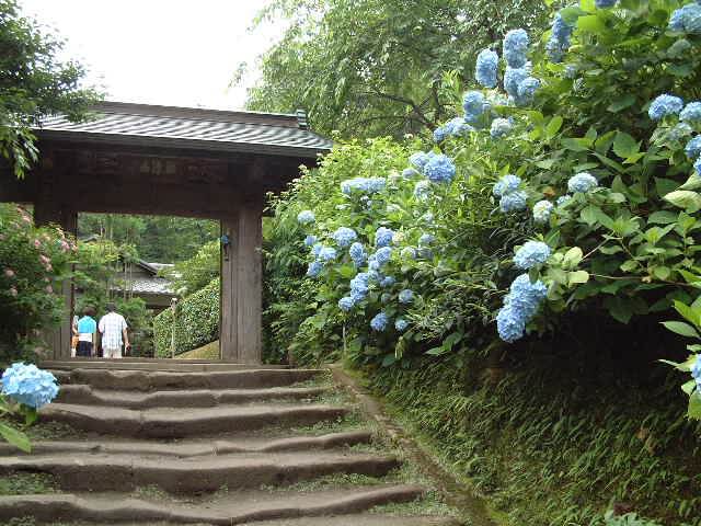 花團錦簇超好拍 日本紫陽花季繡球花名所必去推薦top10