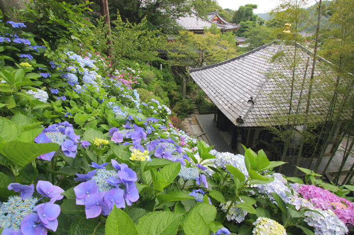 花團錦簇超好拍 日本紫陽花季繡球花名所必去推薦top10