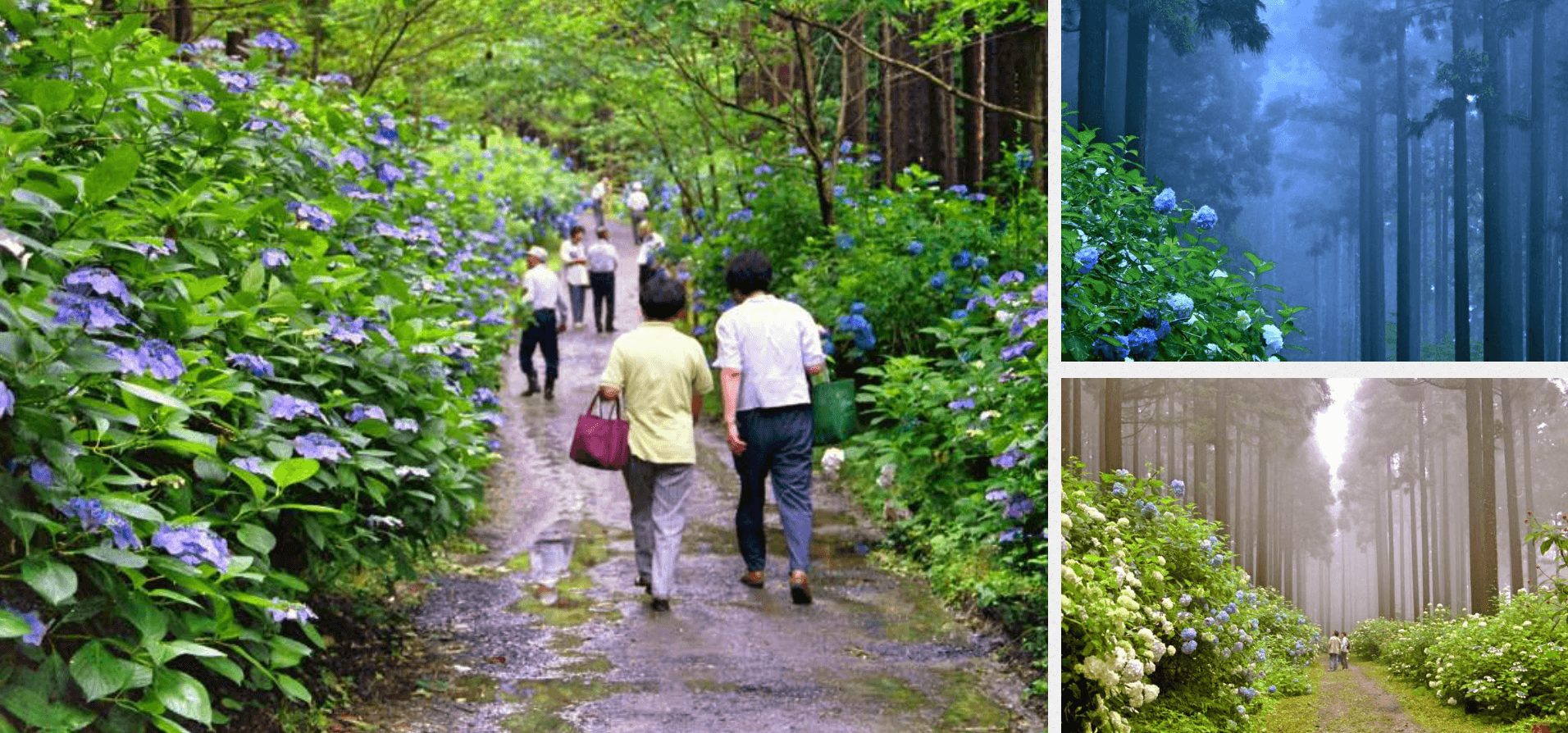 花團錦簇超好拍 日本紫陽花季繡球花名所必去推薦top10