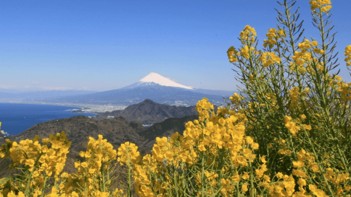 日本旅遊 伊豆自由行懶人包 交通攻略 必去景點 住宿推薦